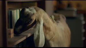 Sunday service – with goats
